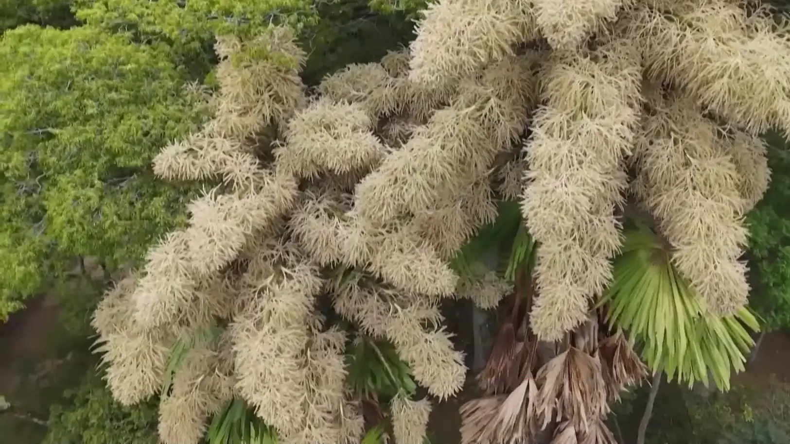 Cây cọ quý hiếm nở hoa một lần trong đời tại Brazil